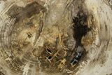 Polished Petrified Wood (Araucaria) Round - Madagascar #376822-1